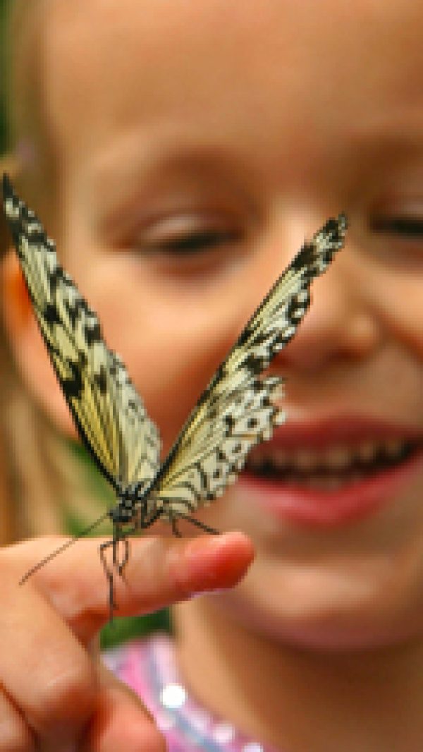 Cild-Butterfly.jpg